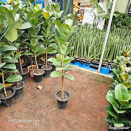 식물공장 인도고무나무 소피아고무나무 대품 외목대 90-110cm 249