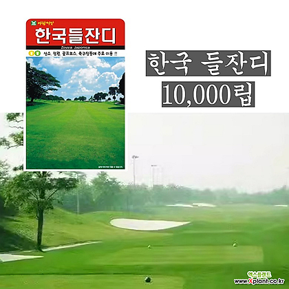 한국 들잔디 종자 씨앗 10000립
