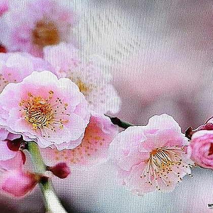 분홍매화 나무 01075
