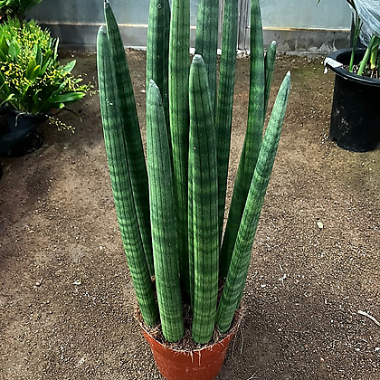 Sansevieria Stuckyi Foliage - Xplant