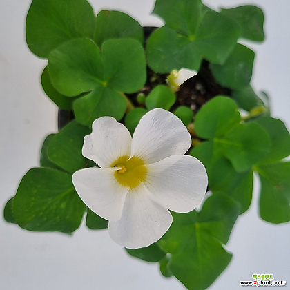 참사랑초 흰꽃 (10cm화분)