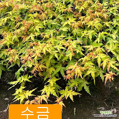 [국내최저가] 신품종 단풍나무 묘목 노랑잎 (수금) 접목1년특묘,목하원예조경