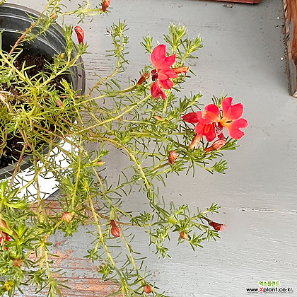 초연초 빨강꽃