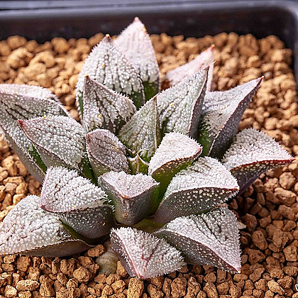 피그마에아 실생(pygmaea seedling)-12-25-No.4194