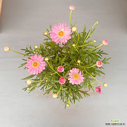 목마가렛 라리타 살몬핑크 핑크삼색 외목대 꽃대 중품