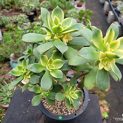 Aeonium decorum f variegata 