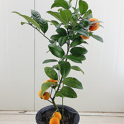 (단품)오렌지레몬나무 대품 4번