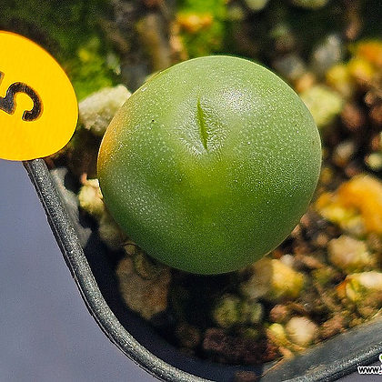 Conophytum ssp