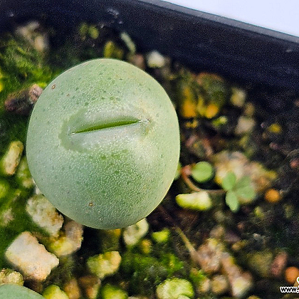Conophytum  ssp 11