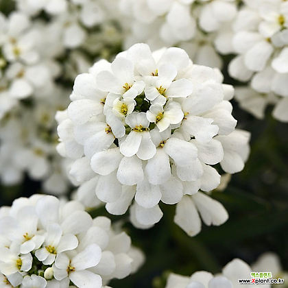 이메리스  중품  15CM포트 야생화 봄꽃 다년초  흰꽃  월동식물    꽃보러가자