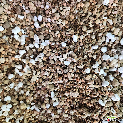 리톱스 코노피튬 메셈 분갈이흙 다육식물 고급용토 1리터이상