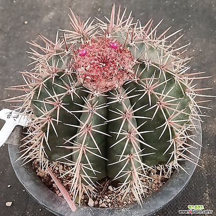 Melocactus amoenus Pfeiff. Cactus - Xplant
