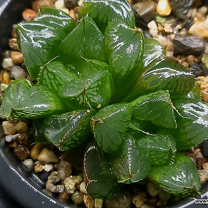 오르페우스(적심중품) 56-77 Haworthia - Xplant