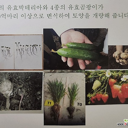 농업용 토양미생물_흙토피아(토양개량제) 네마300(선충제거제)