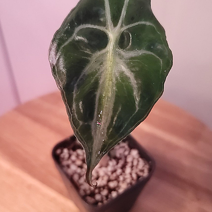 Alocasia venom, 알로카시아 베놈