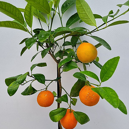 오렌지레몬나무(열매대품 1)-동일품배송