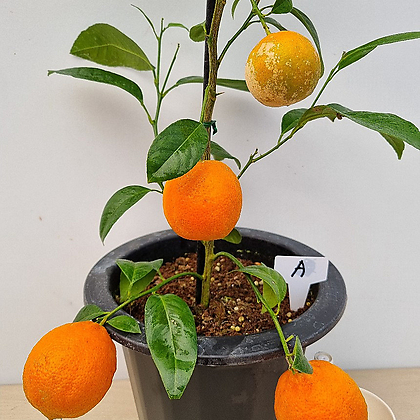 오렌지레몬나무(열매대품 A)-동일품배송