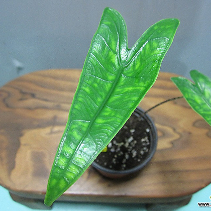 microcarpa ginseng bonsai Ficus ginseng microcarpa (Ficus Bonsai) 6/7cm | For Sale