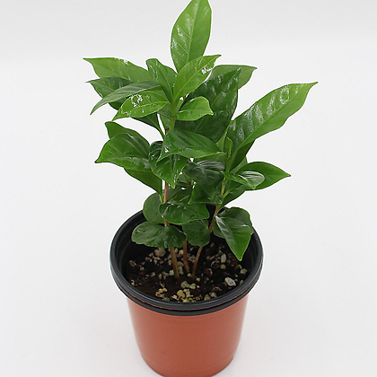 커피나무 소품 관엽식물 실내공기정화 키우기쉬운 반려식물