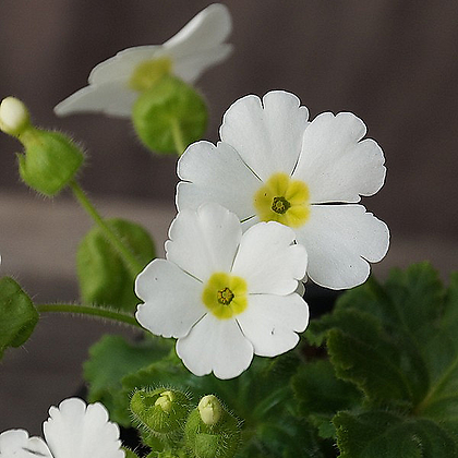 [청계산식물원] 꽃대 흰가고소앵초 / 사진촬영 2024년 2월 4일