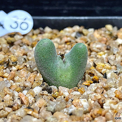 Conophytum bilobum C. bilobum ssp.nova EA272 Rietkloof-1