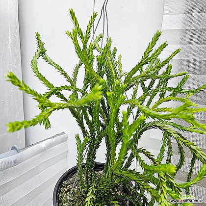 석송 트라이앵글사툴 거꾸로자라는식물 행잉플랜트 에어플랜트 인테리어식물 틸란드시아