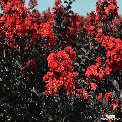 자엽 배롱나무 묘목 블랙다이아몬드 빨강 백일홍나무