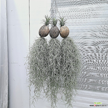 풍성수염코코넛수염틸란드시아 미세먼지제거식물 이오난사 공중식물 미세먼지제거식물