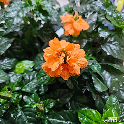 주황색 꽃이 예쁜 크록산드리아