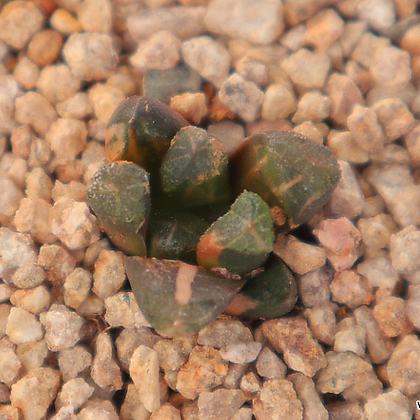 Haworthia maughanii 2hw-6