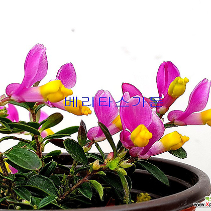 향기토끼싸리(꽃대소품)-달달한 향기가 와 사랑스러운 꽃이 예술입니다.