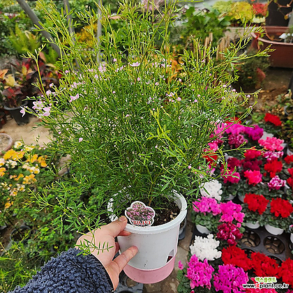 피나타 보르니아  피나타품종 인기봄꽃식물 한정판매