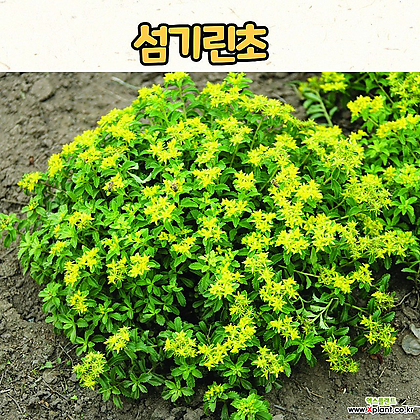 섬기린초(10cm 화분) 여름야생화 모종 / 노지월동