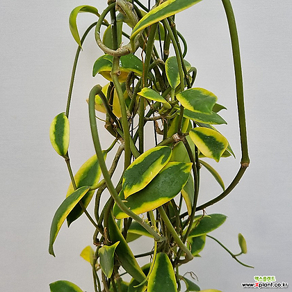 호야 디버시폴리아 / 댄시폴리아 (Hoya diversifolia albomarginata)