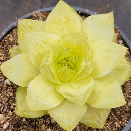Haworthia cymbiformis f. variegata Succulents - Xplant