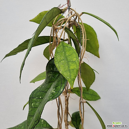 호야 핀라이소니 빅리브 (hoya finlaysonii big leaves)