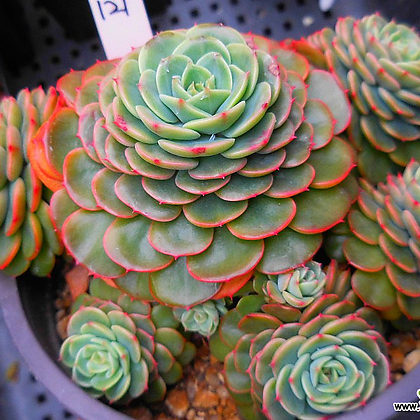 Echeveria Sugar Baby 121 Succulents - Xplant