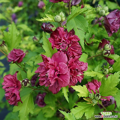 유럽 겹꽃 무궁화나무 (프렌치카바레레드) P9포트묘,목하원예조경