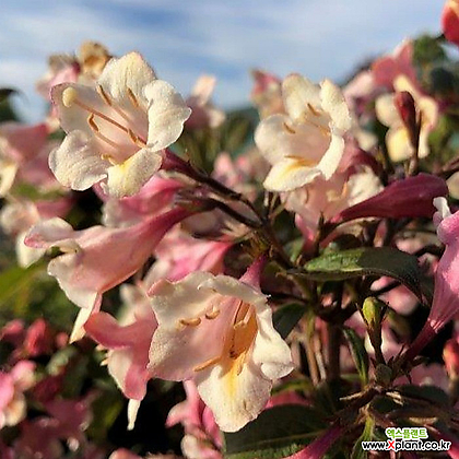 유럽 자엽왜성병꽃나무 (빈티지러브) P9포트묘,같이가치농원