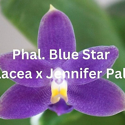 호접원종.Phal(equalacea 'Blue'+jennifer palermo).예쁜보라색.귀한품종.좋은향.