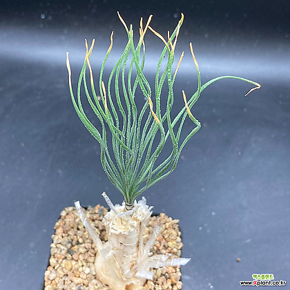 게틸리스 그랜드플로라(Gethyllis grandiflora)-9371