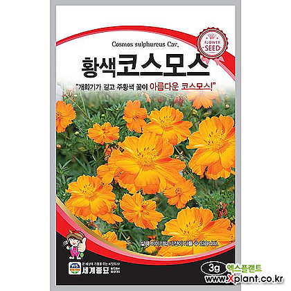 황색코스모스 3g / 세계종묘 꽃씨앗