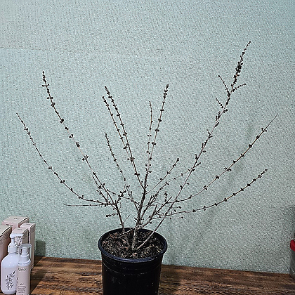 미선나무 3년생분화