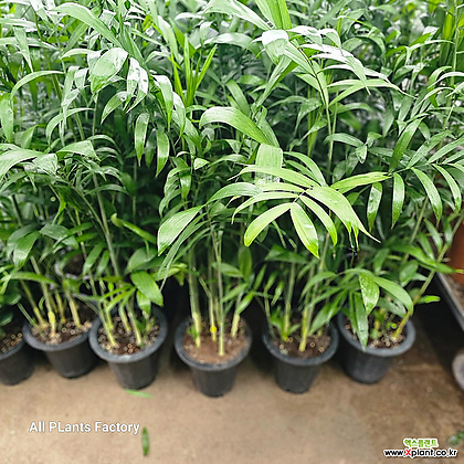 식물공장 세이브릿지야자 대나무야자 대품 공기정화 80-120cm 299