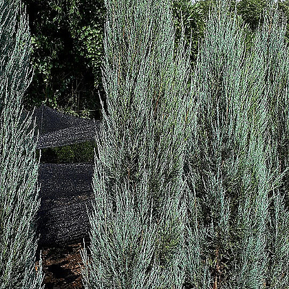 스카이로켓향나무 포트묘목 트리팜원예종묘