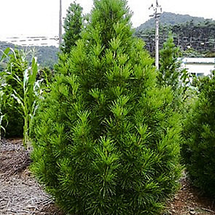 금송 키70cm 트리팜원예종묘 8년생 나무