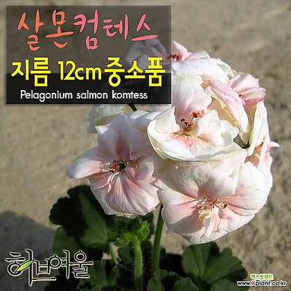 [허브여울제라늄]제라늄 살몬컴테스(pelargonium Salmon komtess) 지름 12cm 중소품화분