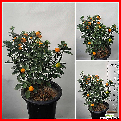 Citrus x sinensis 