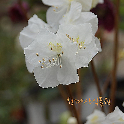 [청계산식물원] 꽃대  흰진달래 (15cm포트)  / 사진촬영 2024년 2월 25일