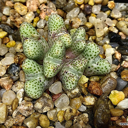 Conophytum marginatum ssp.littlewoodii-7두(코노 마지나텀 리틀우디225)